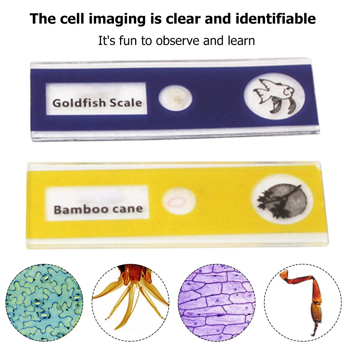 🔬🧠Mini Microscope for Kids